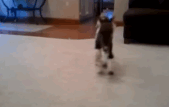 roo2.gif