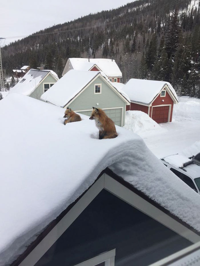 roof-1.jpg