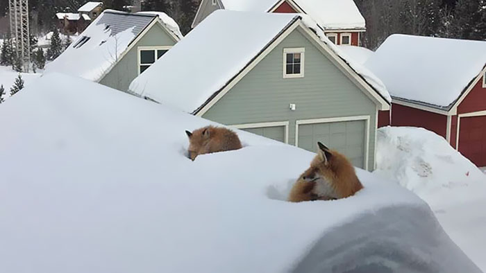 roof-2.jpg