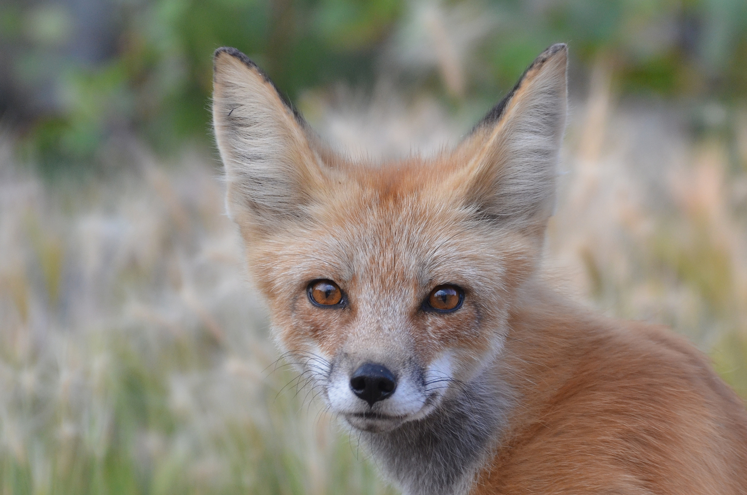 Red Fox