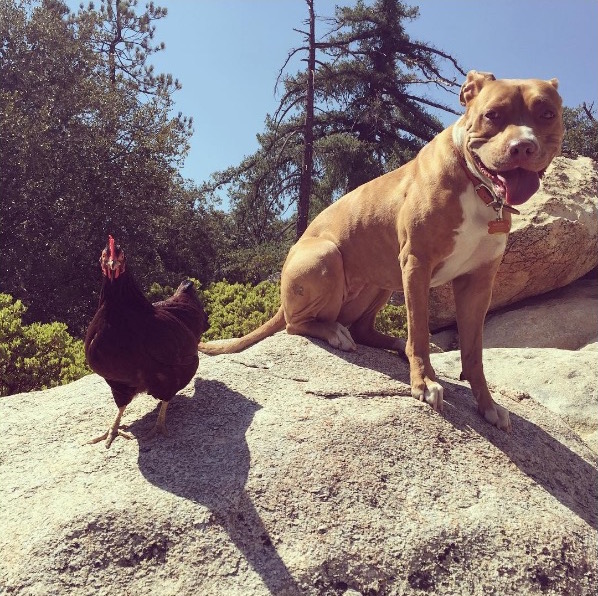 rosie-10.jpg