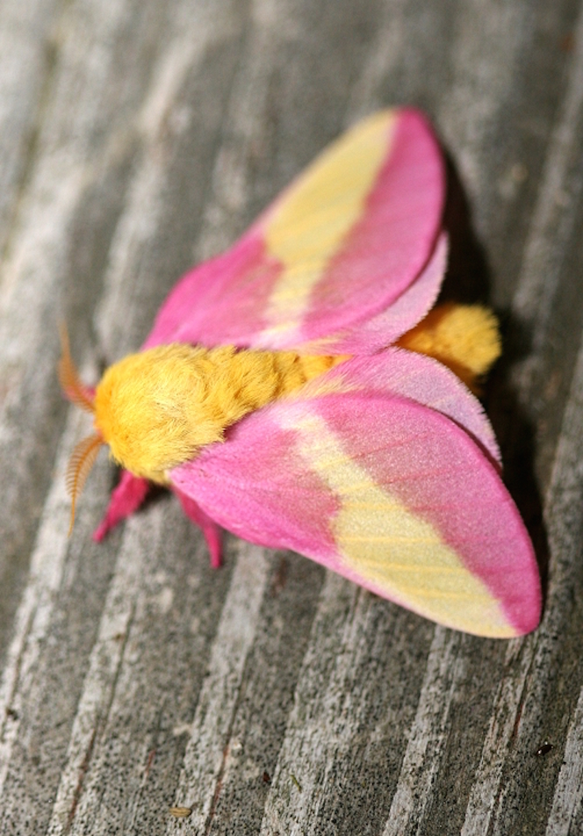 rosy_maple_moth_wv_20060701.jpg