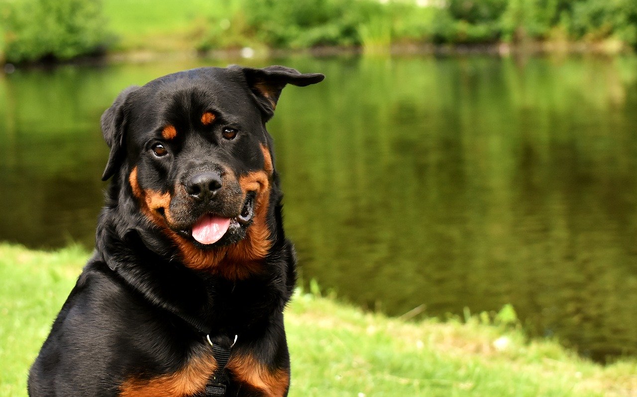 rottweiler-3478955_1280.jpg