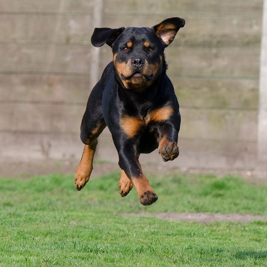 rottweiler-smartest-dog-breed.jpg