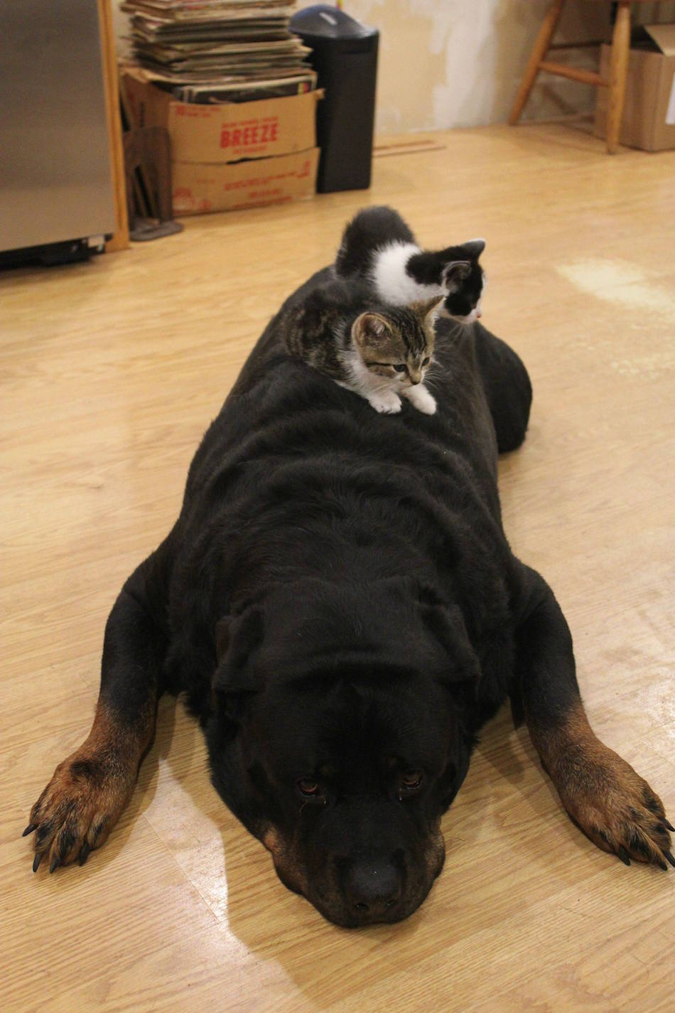 rottweiler.jpg rottweiler.jpg