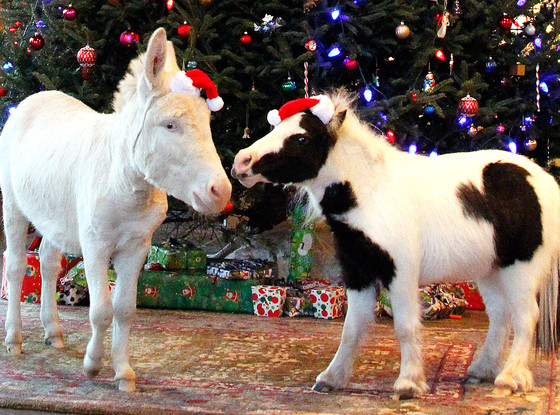 rs_560x415-131220172959-1024.Mini-Horses-Christmas-Tree-New-Hampmshire.ms_.122013_copy.jpg