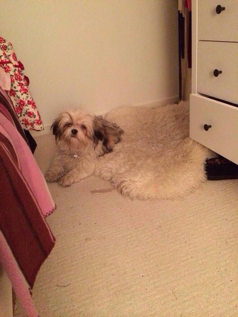 rug.jpg