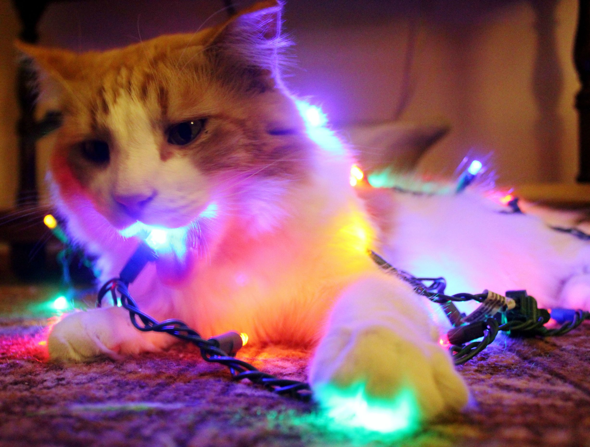 ruin-xmas-2.jpg