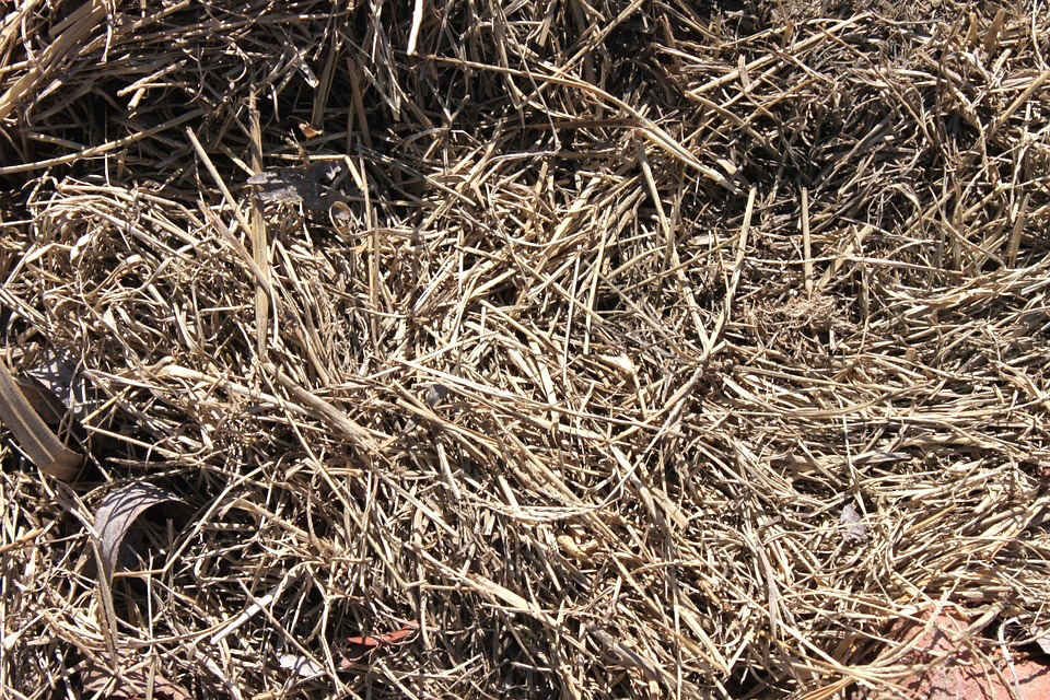 Dry Grass Straw Farming Farm Rural Field Hay