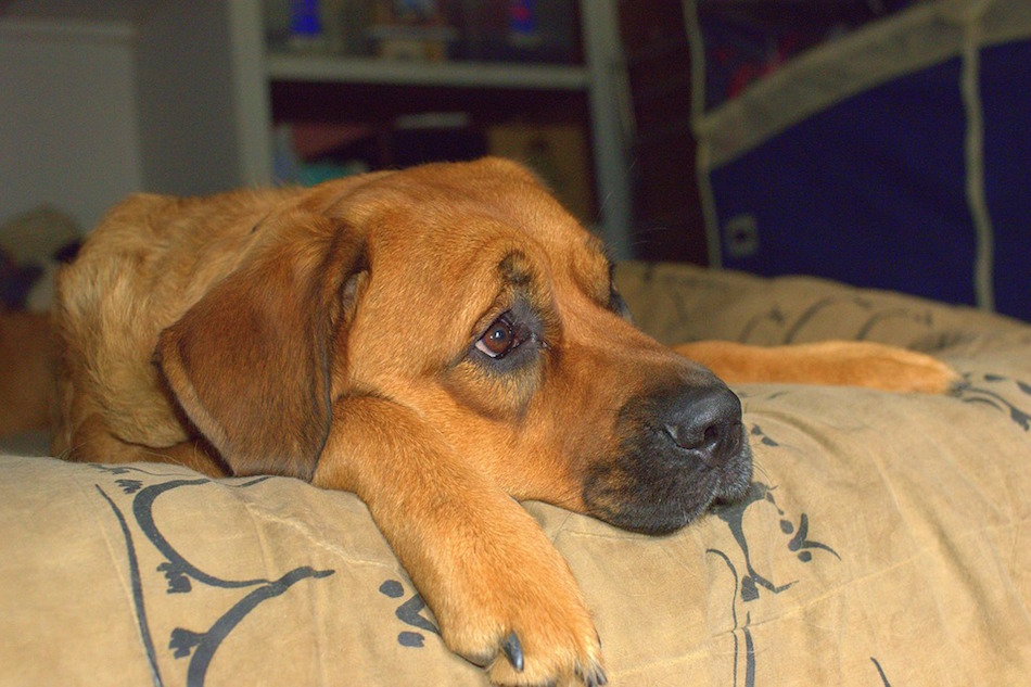 Sad Dog Alone Boredom Sadness Loneliness Bored