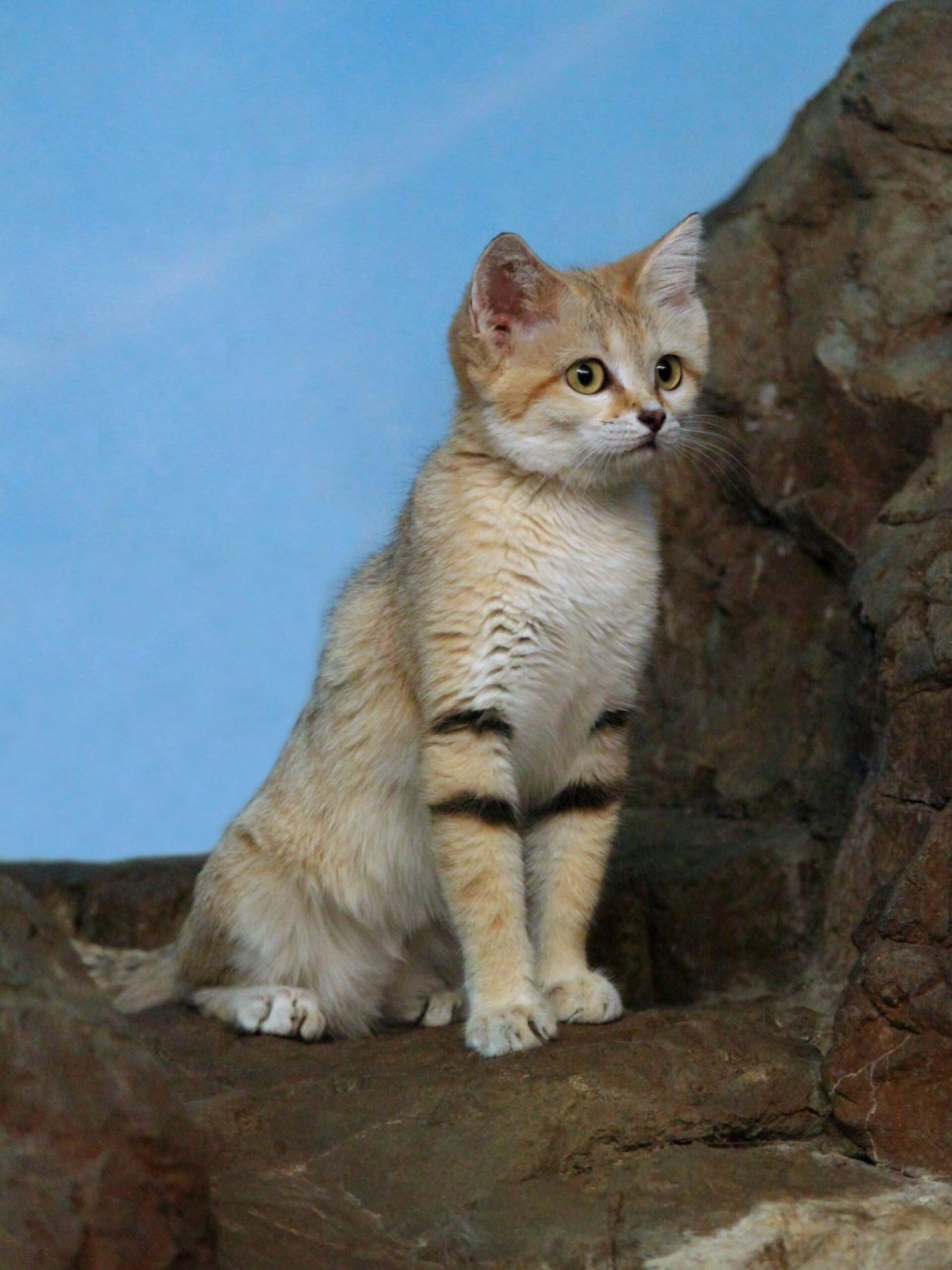 Sand Cat - Felis margarita
