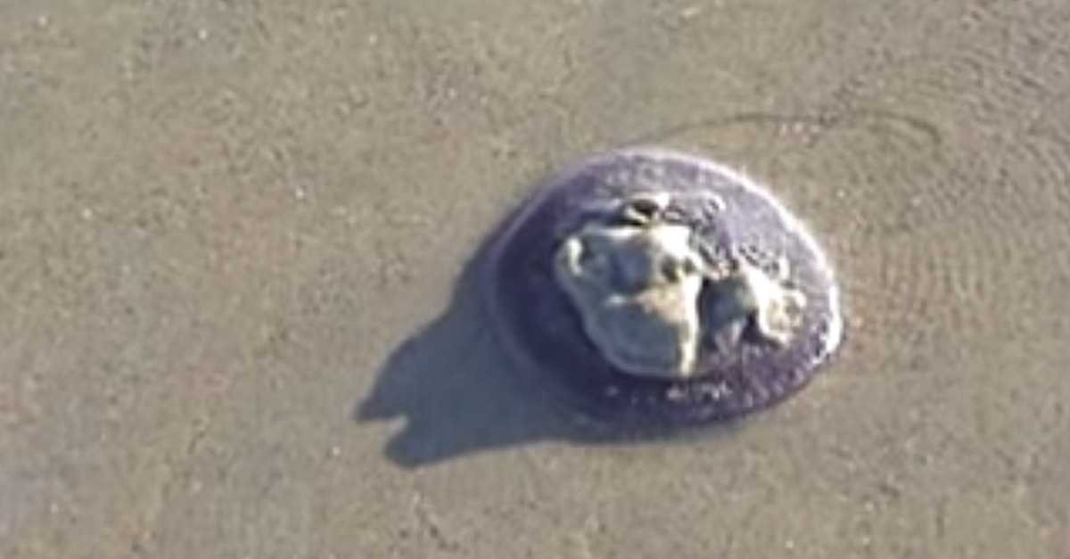 sand dollar