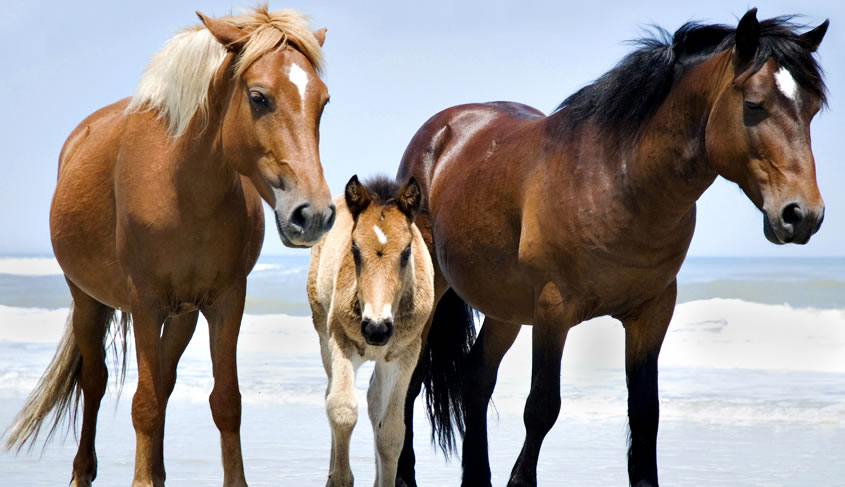 sanderling-wildhorses.jpg