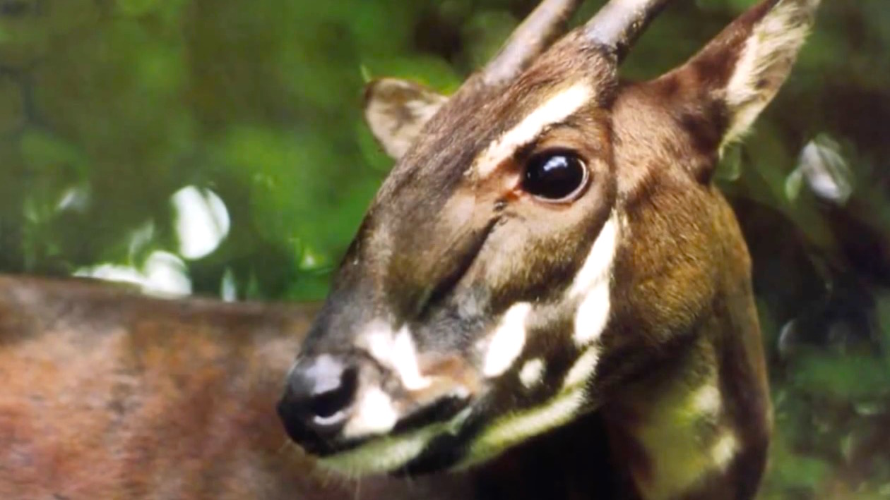 saola.jpg