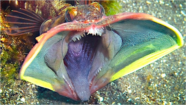 sarcastic-fringehead.jpg