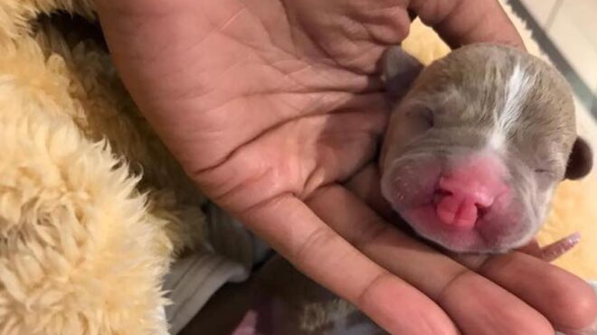sasha-cleft-palate