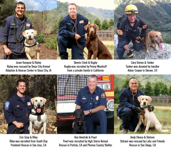 sdf-group_dogs.jpg sdf-group_dogs.jpg