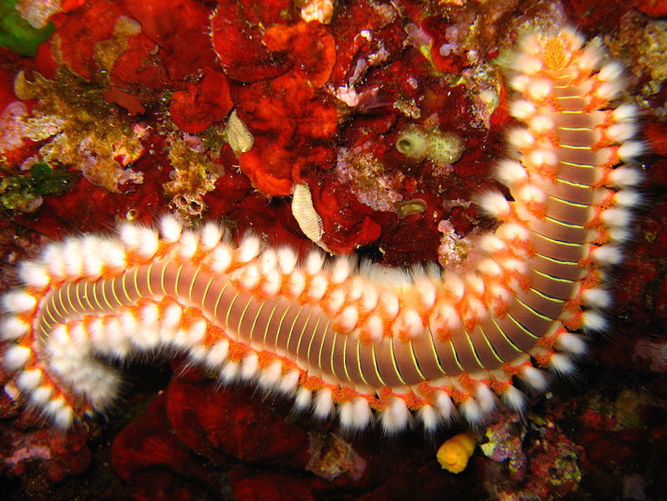 sea-creature-12.jpg