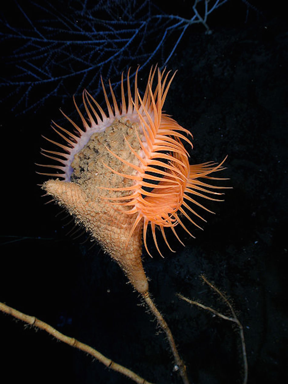 sea-creature-3.jpg