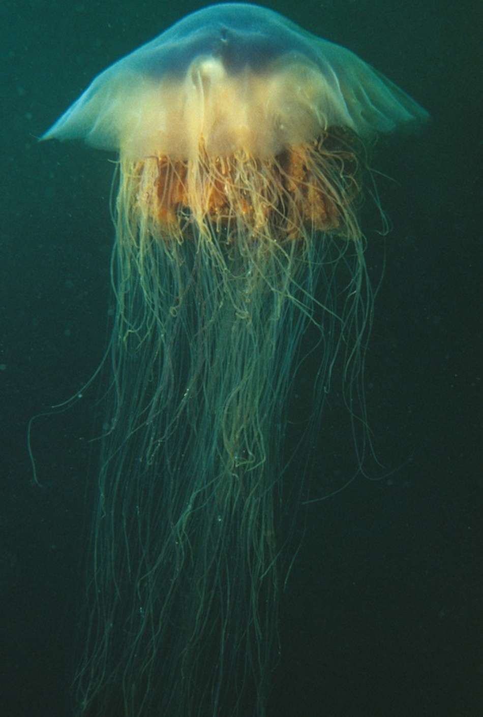 The lion's mane jellyfish (Cyanea capillata)