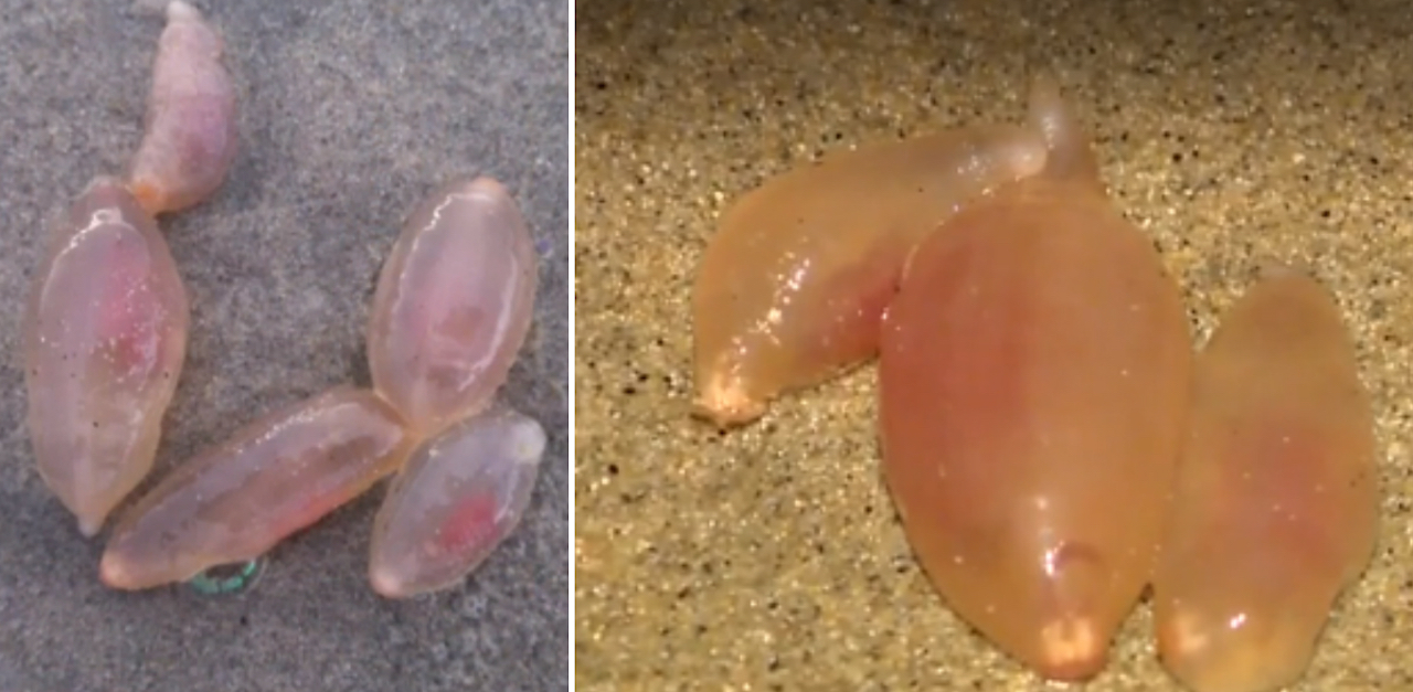 sea cucumber