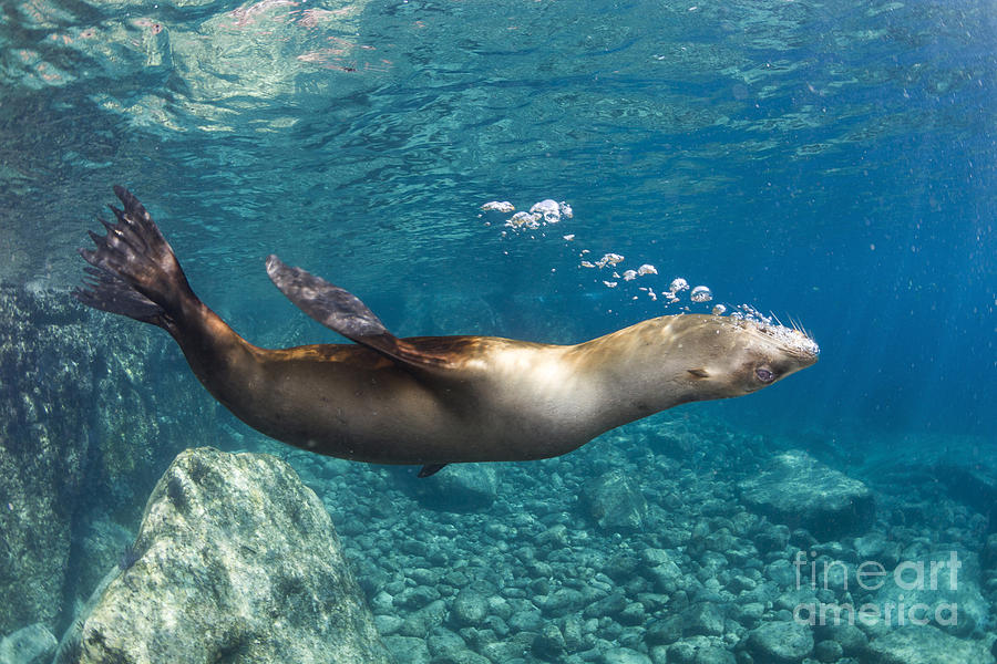 sea-lion-blowing-bubbles-los-islotes-todd-winner.jpg