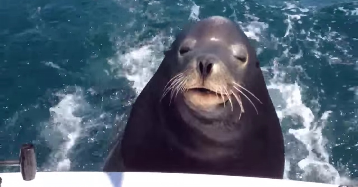 seal