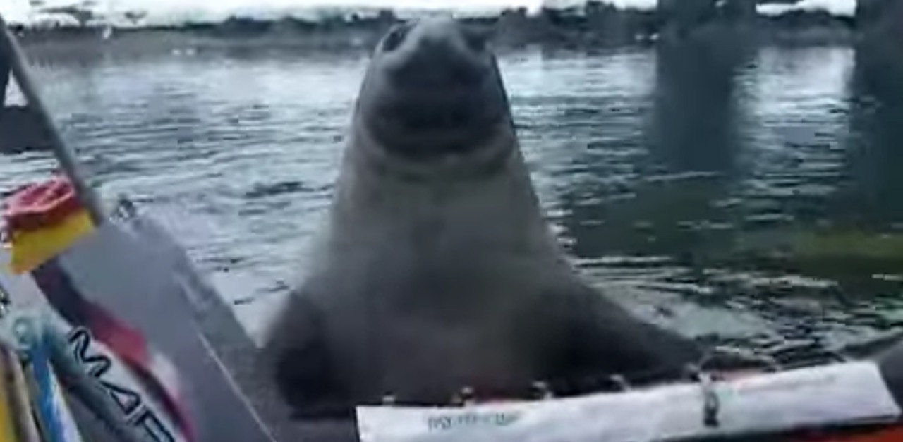 seal hp