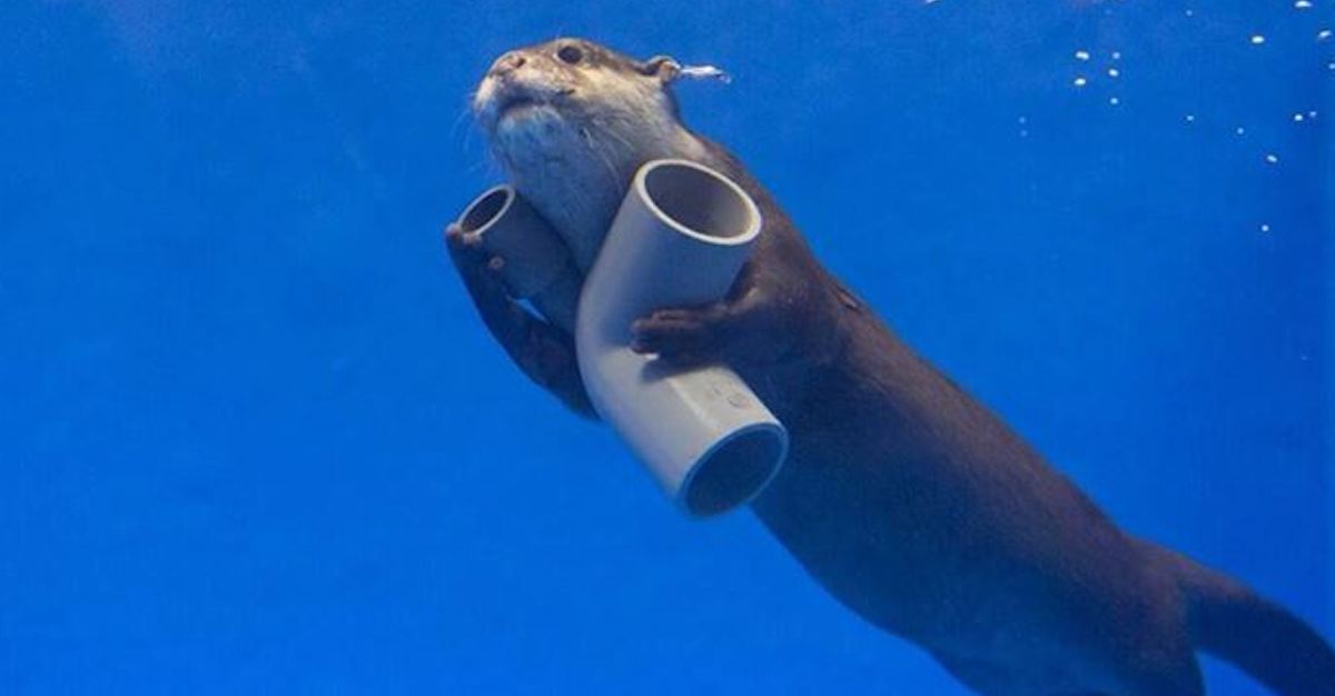 seaottersocute