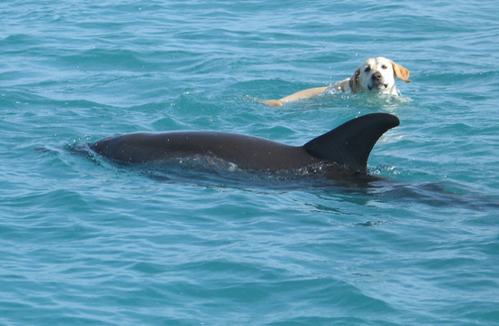 seaweed-swims-with-dolphins.jpg