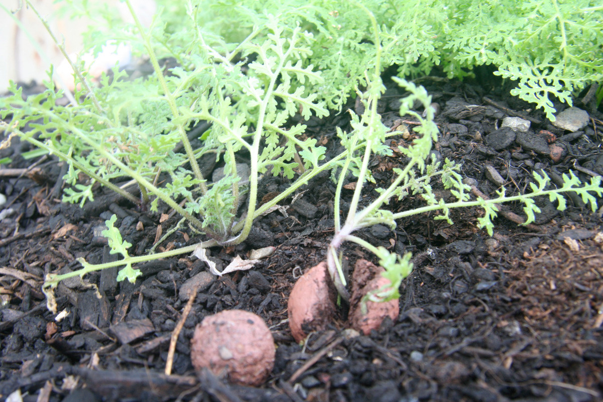 seedle-1.jpg