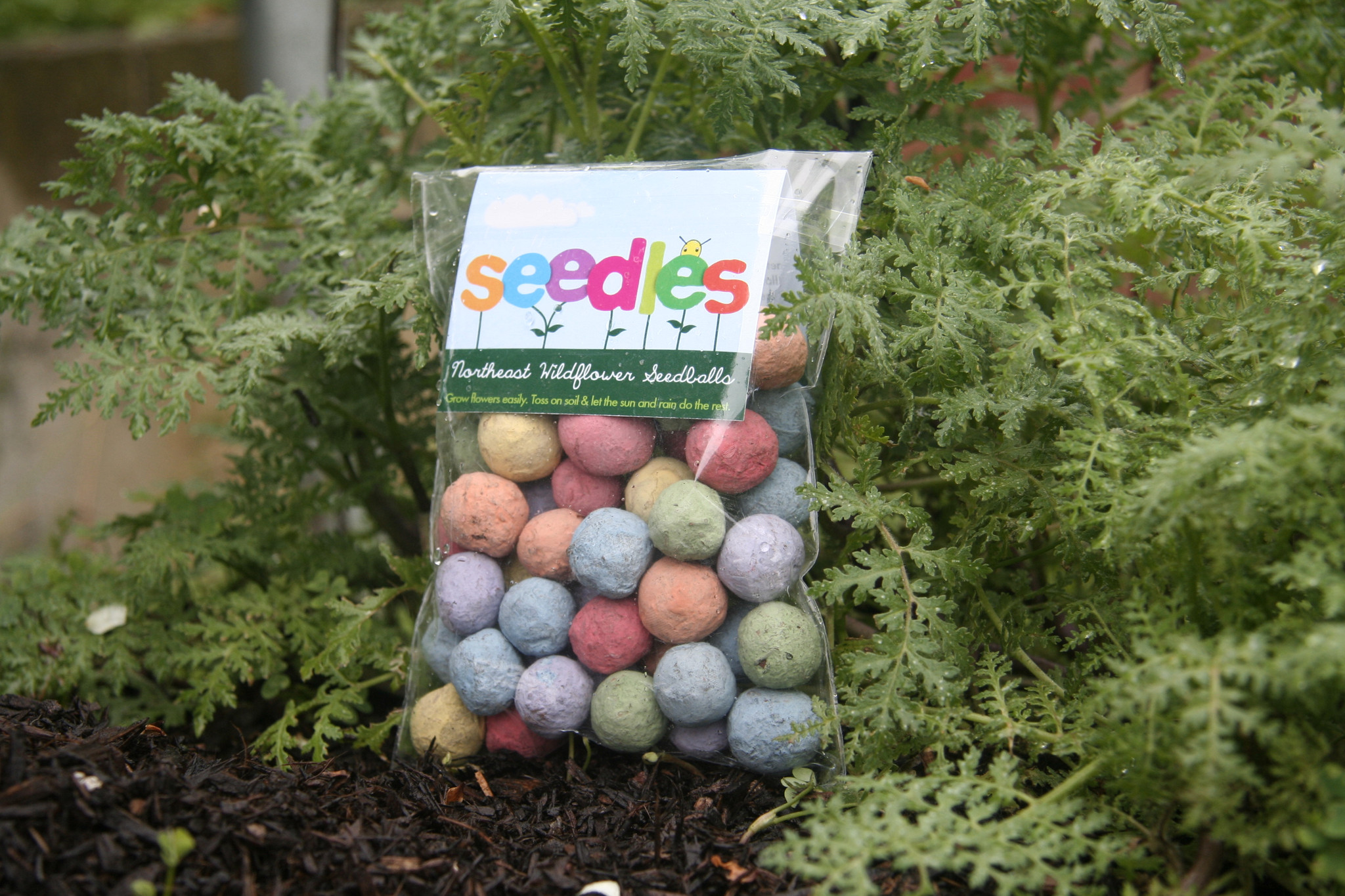 seedles-2.jpg