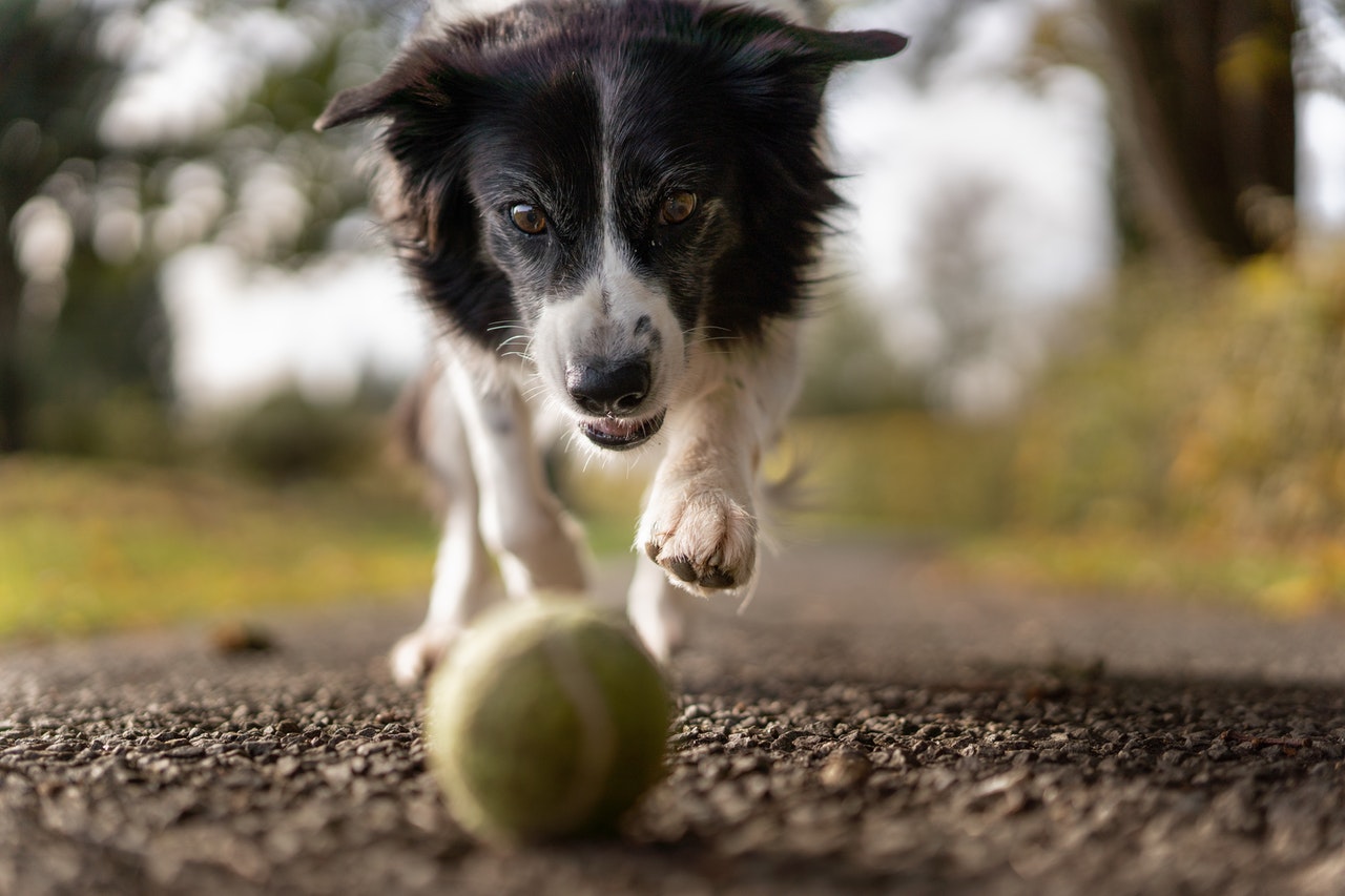 selective-focus-photo-of-dog-1562983.jpg