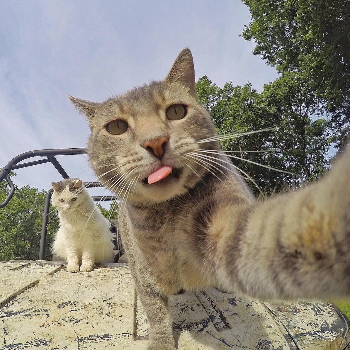 selfie-cat-tongue.jpg