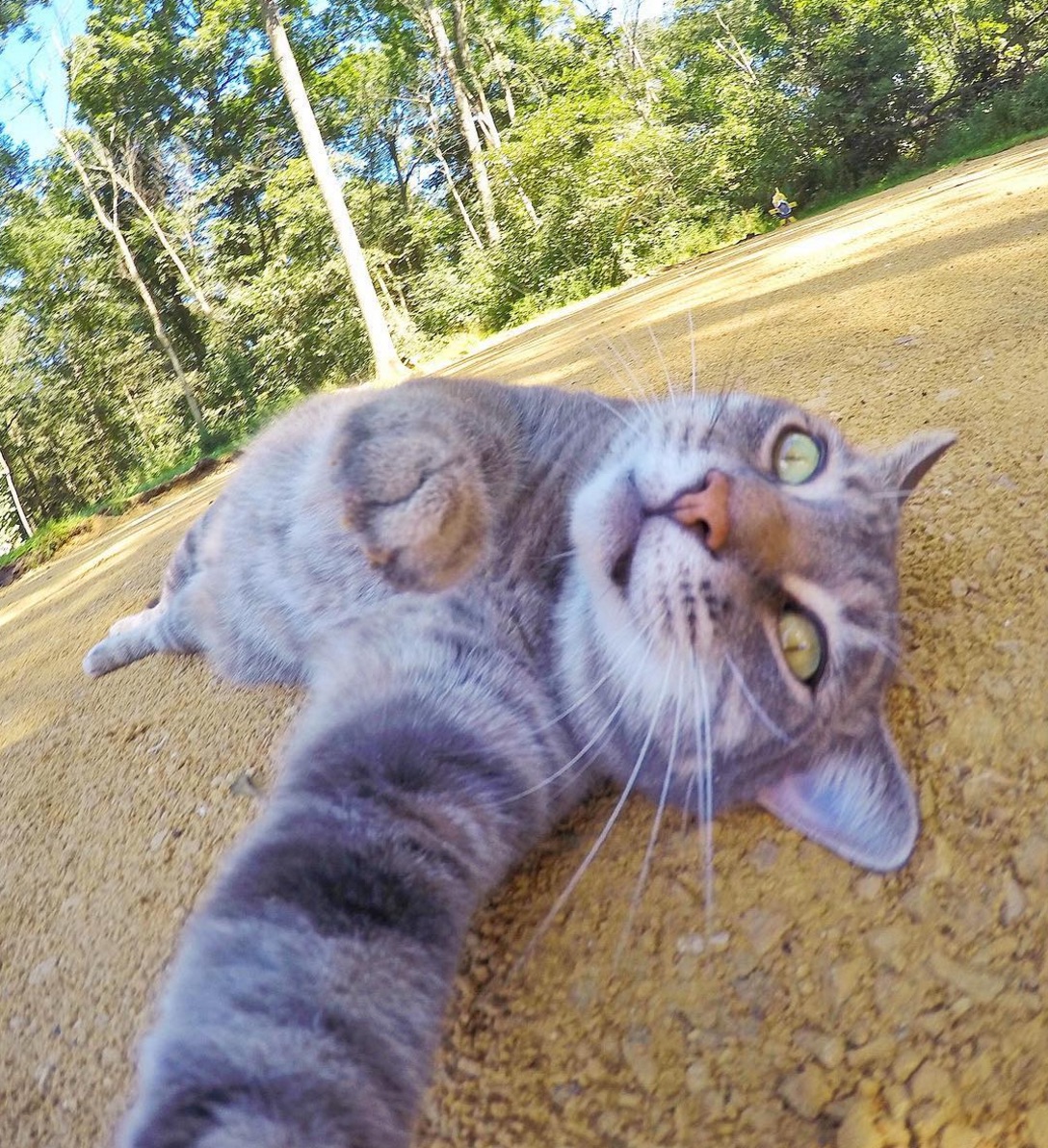 selfie-cat.jpg