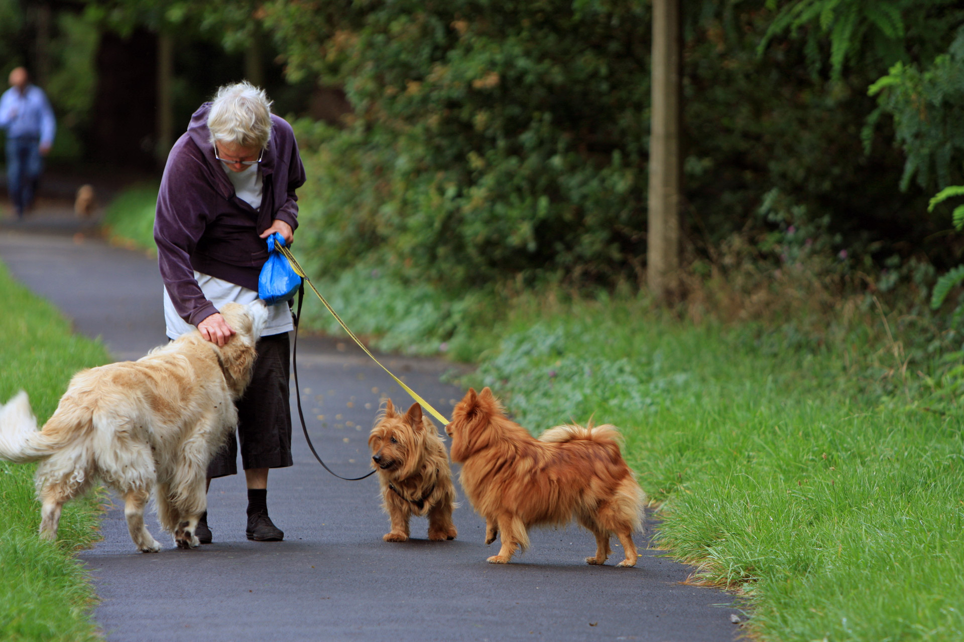 senior lady walking dogs