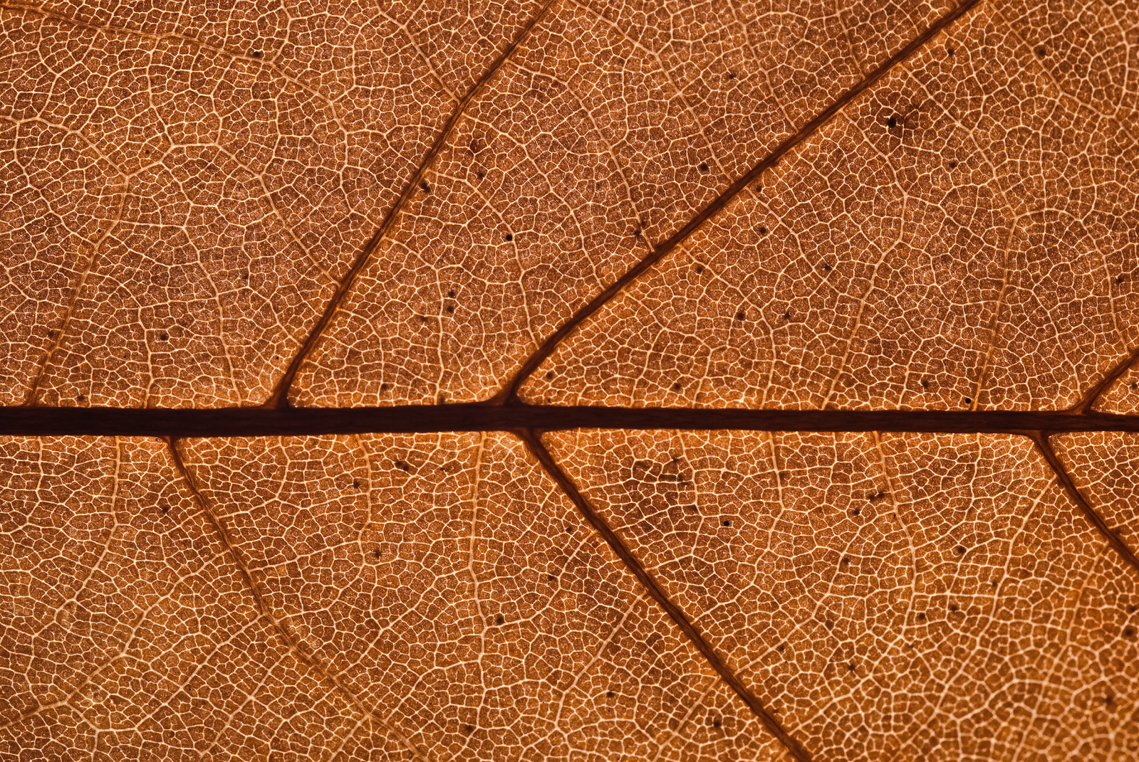 sepia-7.jpg