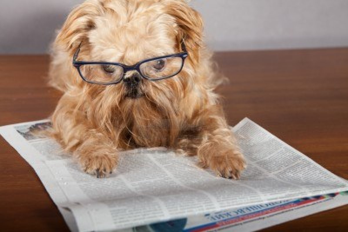 serious-dog-in-glasses-reading-the-newspaper-funny-animal-pet-images-bajiroo-photos-pictures.jpg