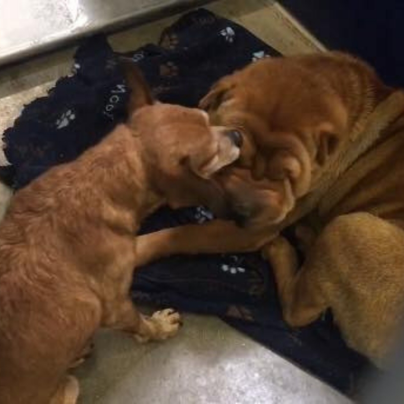 shar-pei1.jpg