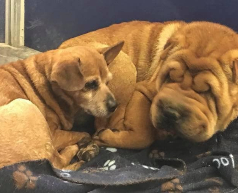 shar-pei2.jpg