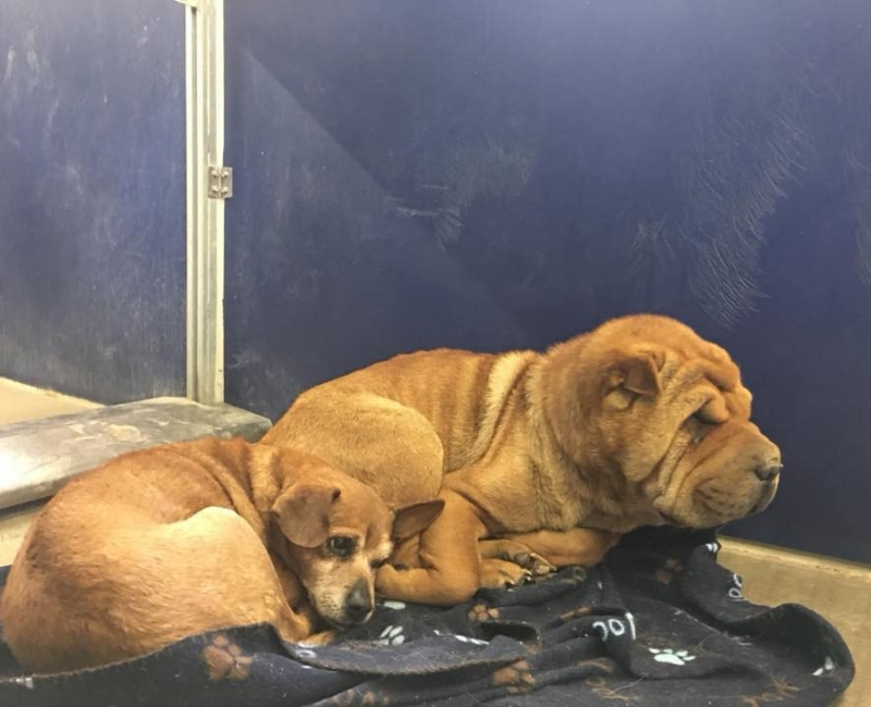 shar-pei3.jpg