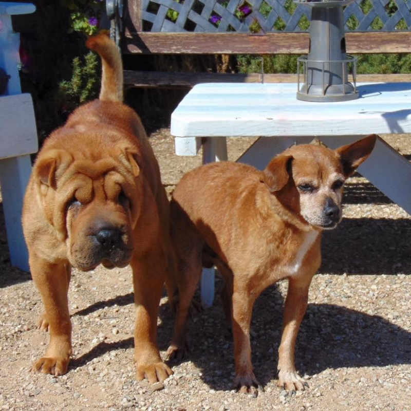 shar-pei5.jpg