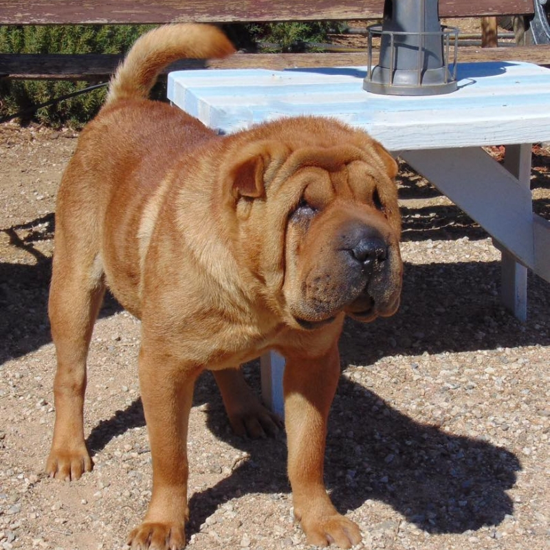 shar-pei6.jpg