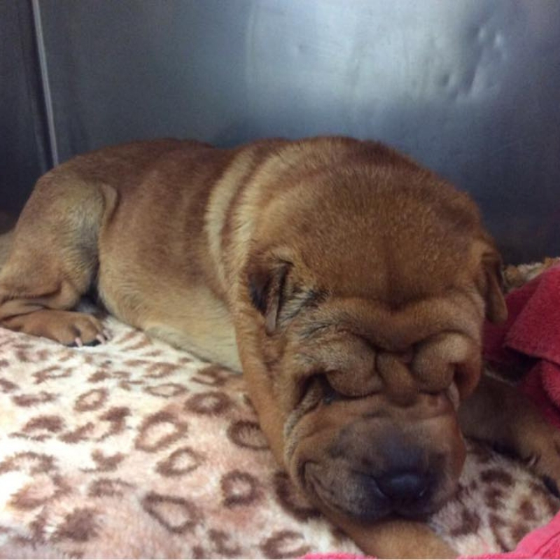 shar-pei9.jpg