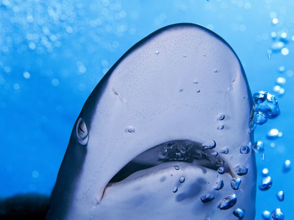 shark-and-bubbles-doubilet_18439_600x450.jpg