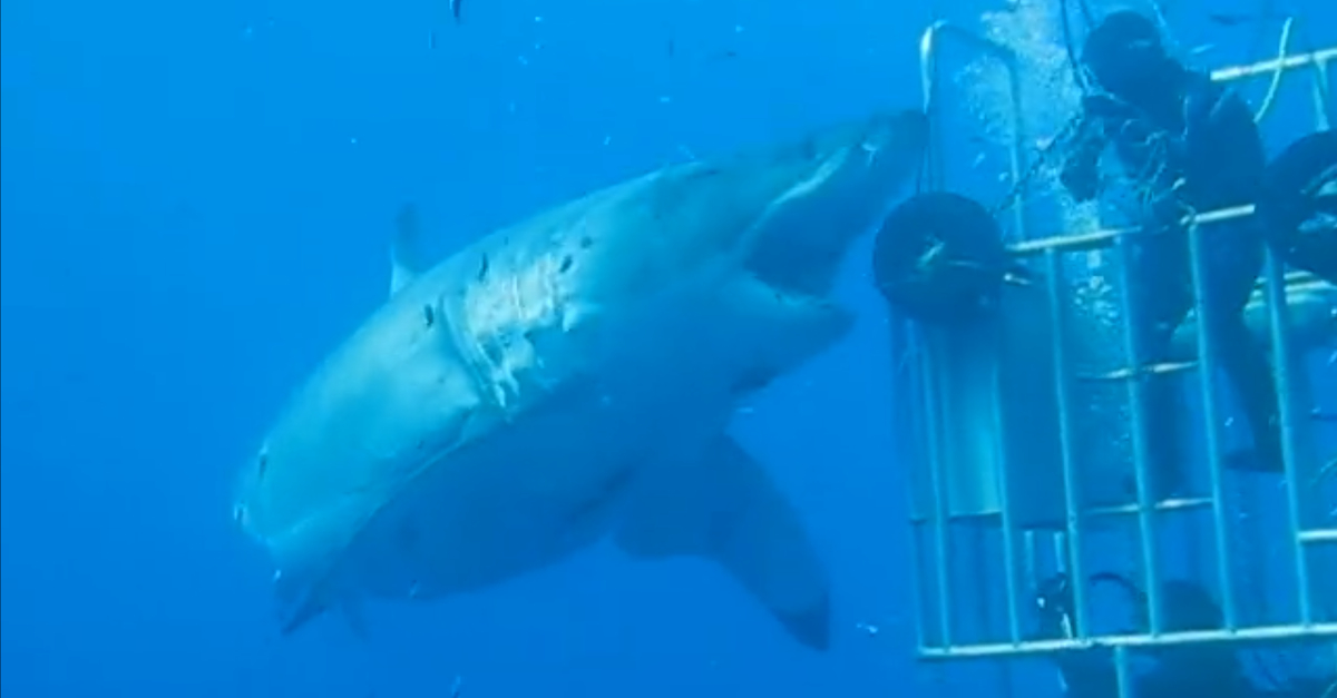 shark cage