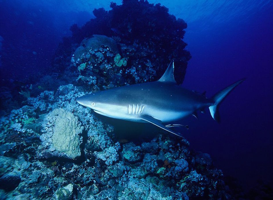 shark-in-reef.jpg