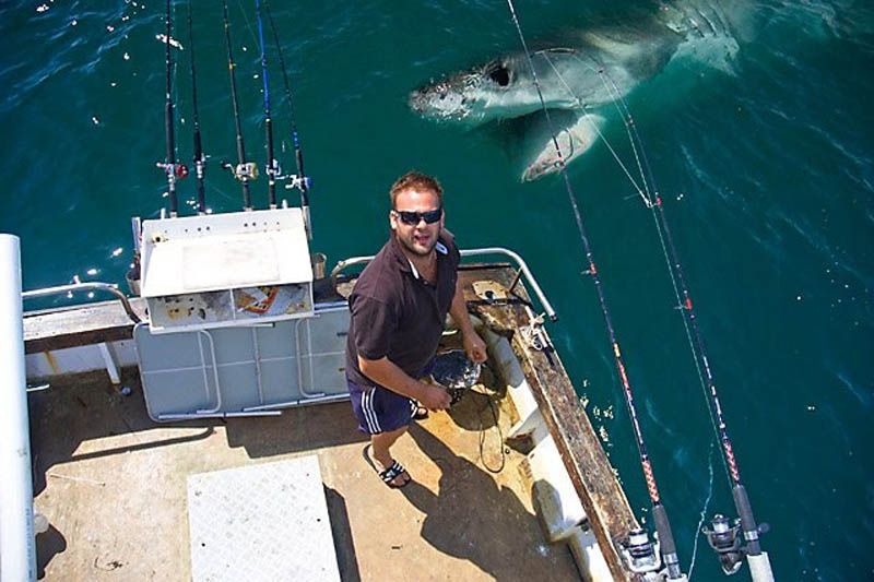 shark-photobomb-boat-animals-photobombing.jpg