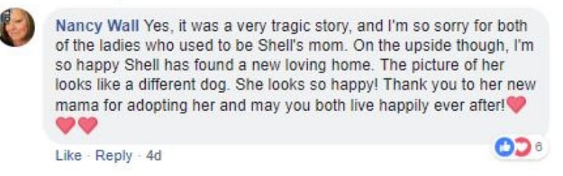 shell13-1.jpg