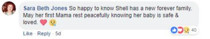 shell8-1.jpg